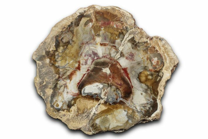 Polished Petrified Wood (Araucaria) Round - Madagascar #344673